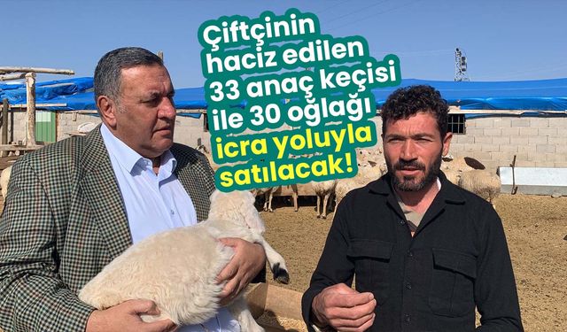 Çiftçinin haciz edilen 33 anaç keçisi ve 30 adet oğlağı icra yoluyla satılacak!