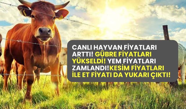 İnek, dana, buzağı, yem, gübre ve et kesim fiyatlarına yine zam geldi!