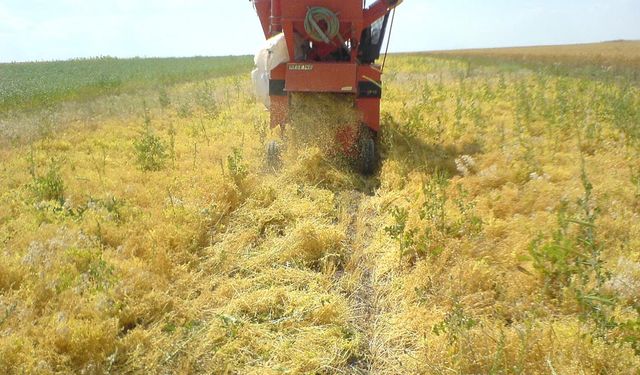Kırmızı mercimekte risk büyüyor: Mart yağışları gelişimi zayıflattı