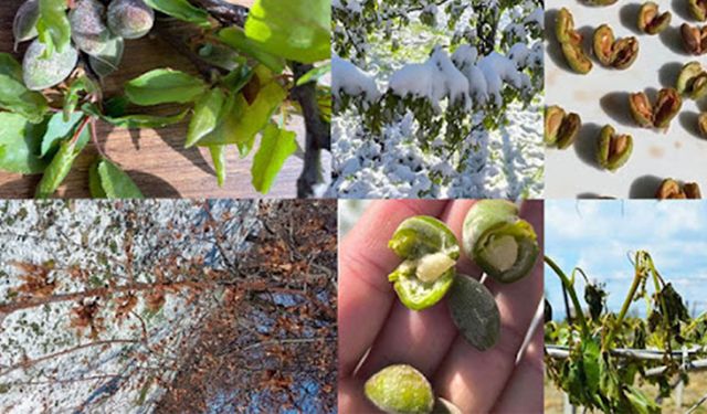 Kayısı Cenneti Malatya don olayıyla yıkıldı: Dünya kayısı piyasasında kriz!