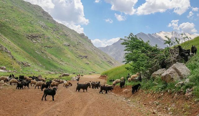 Kars’ta yayla kiralama ihalesi başlıyor: Hayvan sayısı şartı getirildi