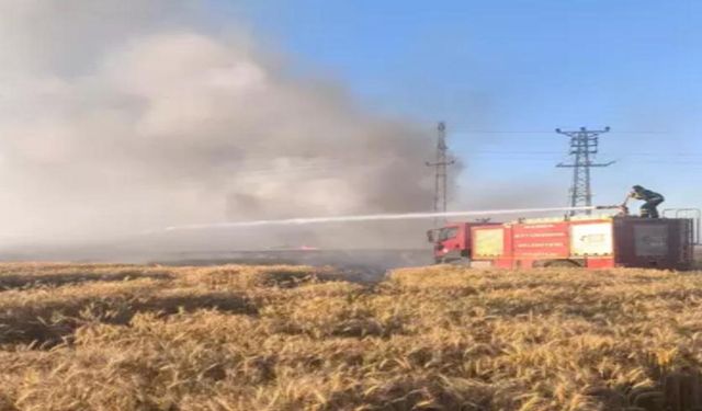 Hasada günler kala 155 dönüm buğday alev aldı