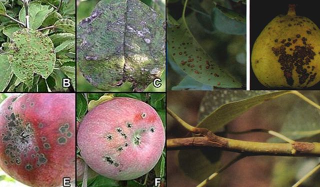 Elma üreticileri dikkat: Kara leke hastalığı için ilaçlama zamanı geldi!