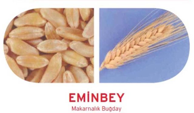 Eminbey makarnalık buğday: Verimiyle öne çıkan, kuraklığa ve soğuğa dayanıklı yerli çeşit