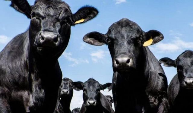 Hayvancılık destek projesinde şok gelişme! Etçi gebe düve dağıtımında 1'inci etab 2026'ya sarkacak!