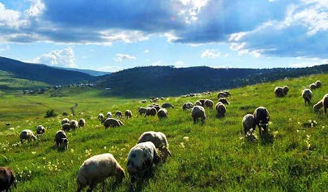 Mera kirası 112 TL’den başlıyor: 3'üncü ihale 27 Mayıs’ta