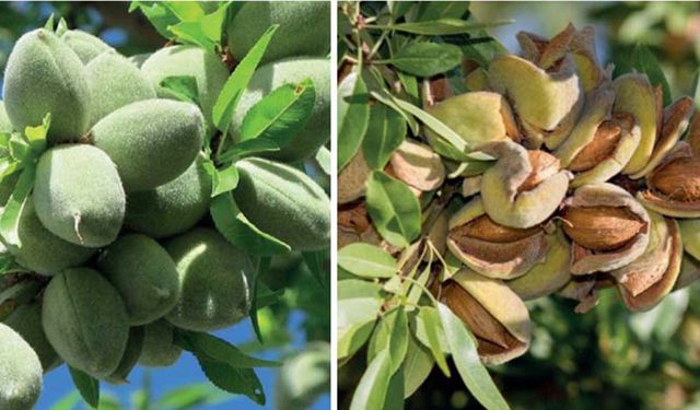 Badem bahçesi yatırımı ne kadar karlı? Tarım Bakanlığı açıkladı