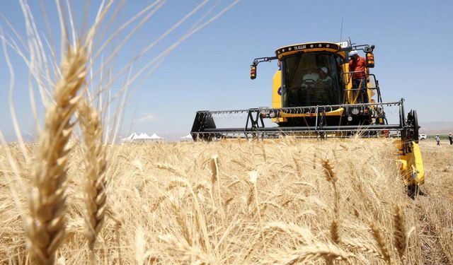 Hububat piyasasında çalkantılı hafta: Arpa yine düştü, ekmeklik buğday yükselişte