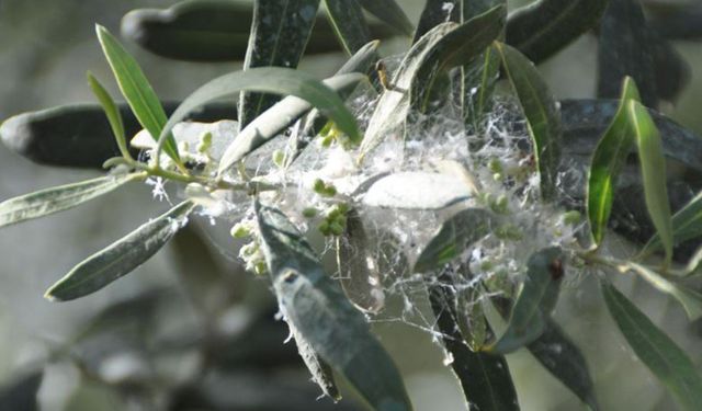 Zeytinde yüzde 30 ürün kaybı riski: Zeytin güvesine karşı acil önlem çağrısı!