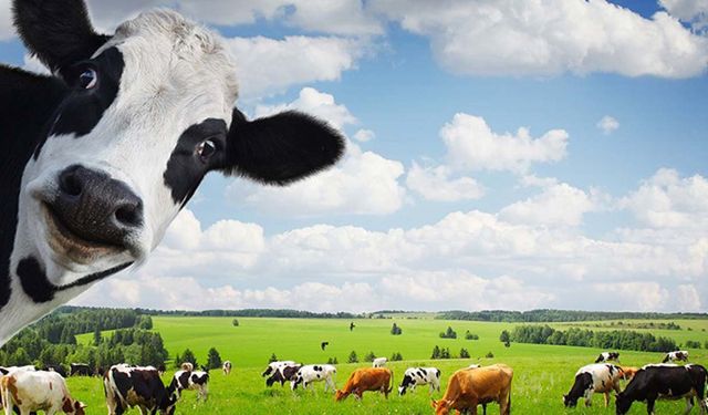 Hayvancılıkta kara delik: Veriler tutmuyor, paralar uçuyor!