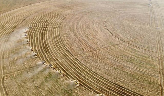 Hububat fiyatlarında sert yükseliş: Makarnalık buğday 13 bin 200 lirayı gördü