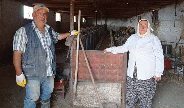 Hayvancılık