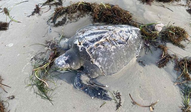 Güney Avustralya’daki yosun patlaması: Çevresel kriz ve ülke çapında endişe