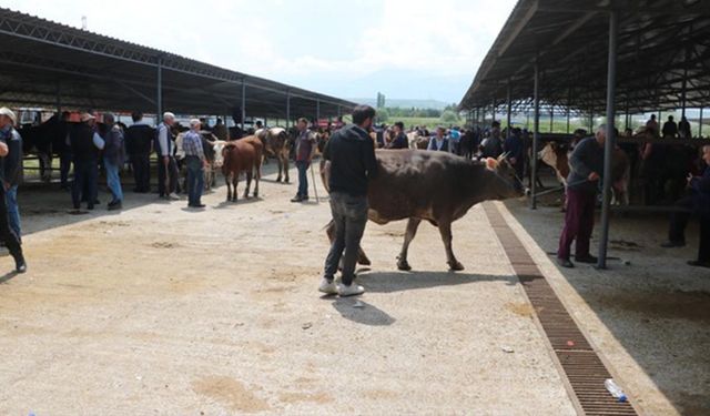 Hayvancılıkta şap alarmı: Türkiye genelinde hayvan pazarları kapatıldı!