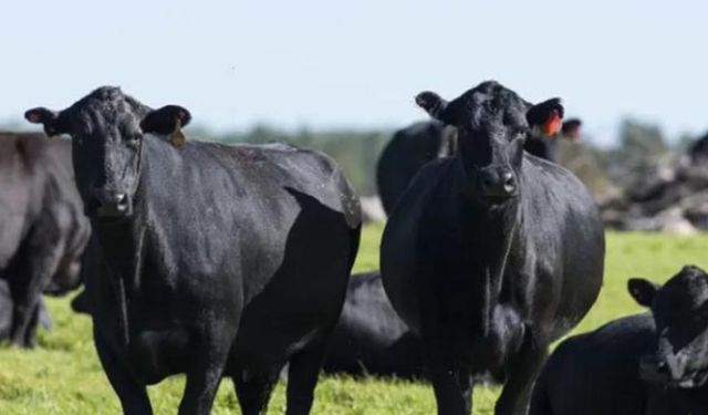 Devletten etçi ırk gebe düve desteği: Birim fiyat 105 bin TL olarak belirlendi