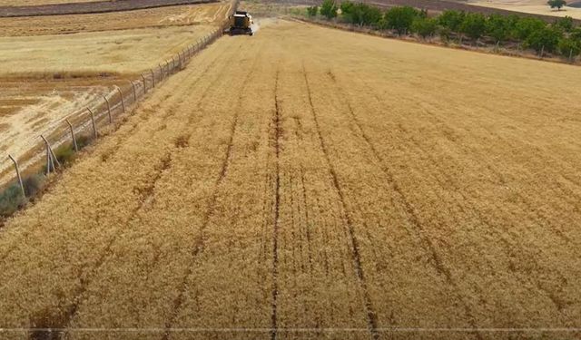 Elmadağ’da kuru tarımda buğdayda rekor verim: Planlı gübreleme yüksek verim getirdi!
