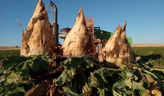 Pancar üretimini kuraklık değil, denetimsizlik vuruyor!