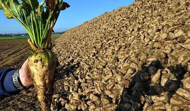 Milyonluk gübre vurgunu unutuldu, Türkşeker nakit ödeme modeline geçti
