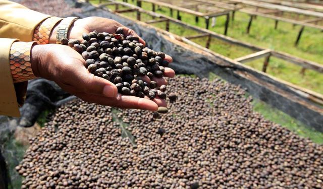 Kahvede küresel kriz uyarısı: İki yıl iyi hasat olmadan stoklar toparlanamaz