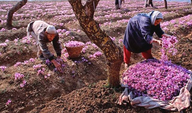Altından değerli Safran için Ağustos stratejisi: Geç kalan kaybeder!