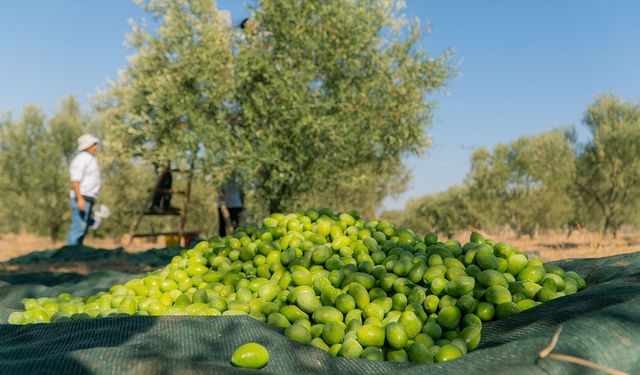 Zeytini Ağustos kurtarır! Dalda kalan kazancı kaybetmeyin!