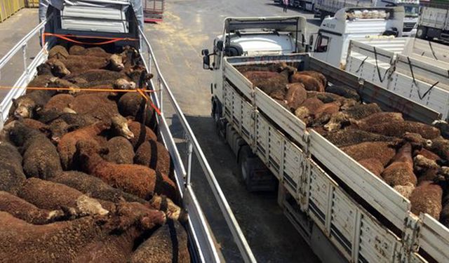 İthal besilik danada skandal vurgun: Hayvan başı 30 bin lira komisyonla köşeyi dönüyorlar!