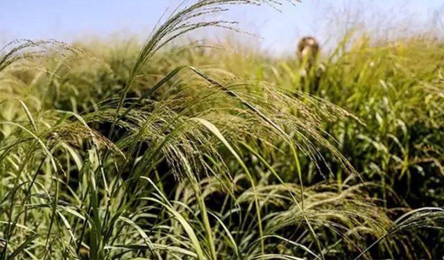 Çiftçilere müjde: Kaba yemde devrim, tek ekimle 15 yıl verim!