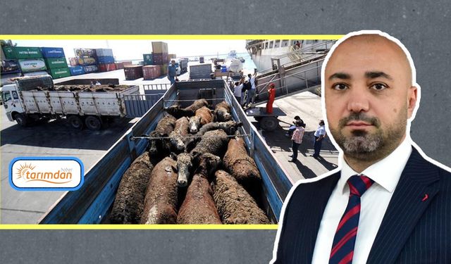 Üretici şaptan kırılıyor ESK’nın ithalat trafiği durmuyor! Son 2 haftada 80 tır et, 8 bin kasaplık hayvan ithal edildi!