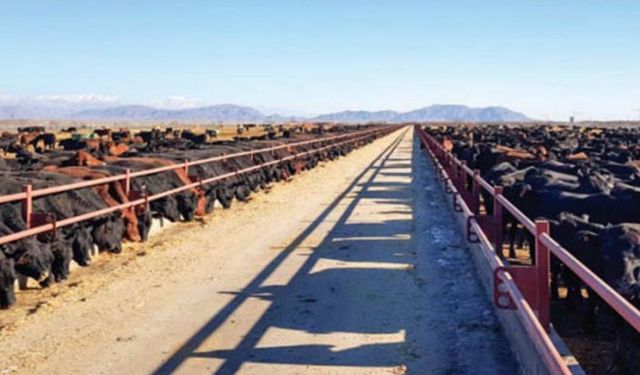 Hayvan bedeli 105 bin TL: Kırsalda bereket hayvancılığa destek projesi 5'inci grup duyurusu