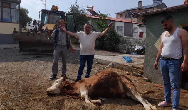 Şap hastalığı Göle’de felakete dönüştü: "6 hayvanım öldü, ahır boşaldı!"