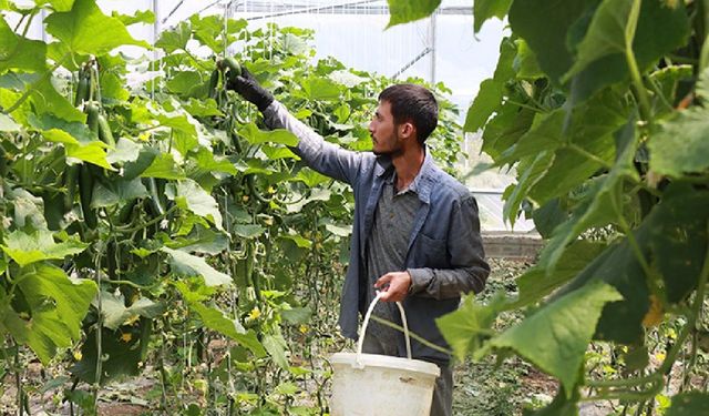 Genç çiftçi projesi tutmadı, devlet yeniden köye dönüş için düğmeye bastı