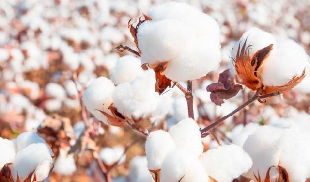 Tarım Bakanlığının Söke Pamuğu skandalı: Üretimi olmayan çeşitlere coğrafi işaret onayı