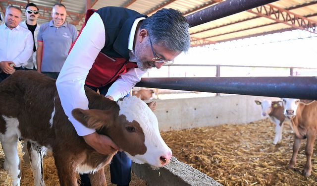 Yumaklı yeni hayvancılık projesini açıkladı: Sütçü inekler etçi ırklarla melezlenecek