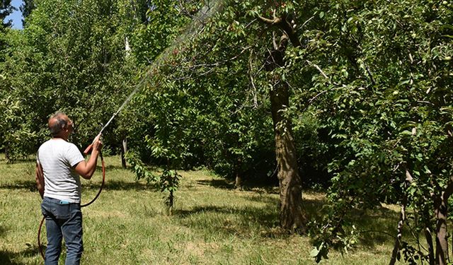 Bitki koruma ruhsatında skandal: Köpek ilacı, kiraz ve şeftaliye ruhsat aldı