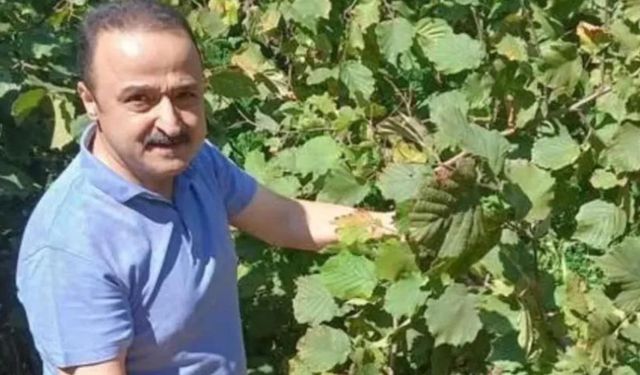 MHP’li vekil uyardı: Fındık rekoltesi düşük, fiyatlar 300 TL’yi aşabilir