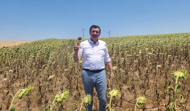 Trakya Birliği’nin ayçiçek avans fiyatına tepki: Keşke fiyat açıklamasaydı!