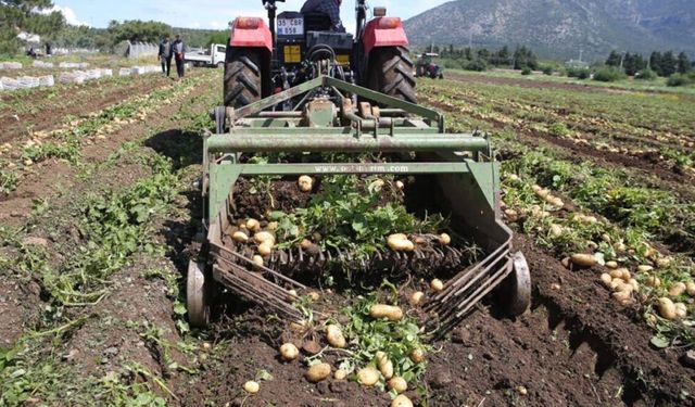 Patateste son hamle: Ağustos’ta yapılan hatalar tüm hasadı yakabilir!