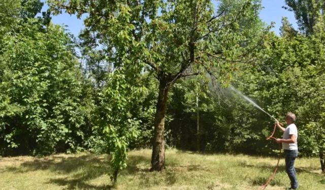 Köpek ilacına kiraz ve şeftali ruhsatı skandalına Tarım Bakanlığından açıklama yok!