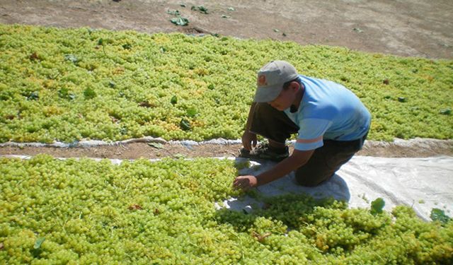 Üzüm üreticileri şirketlerin insafına bırakıldı: Fiyatlar ve sigorta çiftçiyi zorluyor