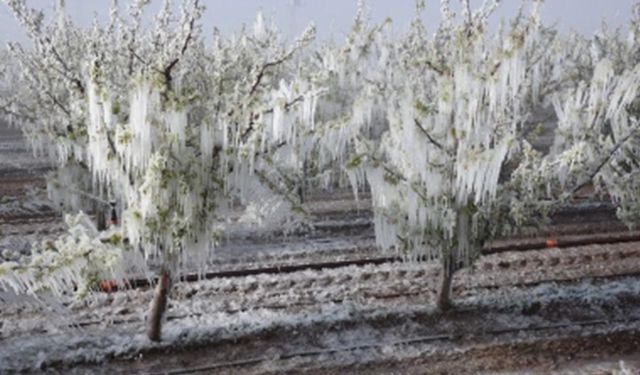 Sigortalı çiftçi başına 457 bin, sigortasız çiftçiye 56 bin lira destek!