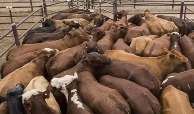 Tarımda skandal: İthal hayvanda sahte kapasiteye göz yumuldu, hayvanı olan çiftçi cezalandırıldı!