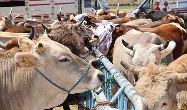 Tarım Bakanı açıkladı 14 ilde daha hayvan pazarları açıldı!