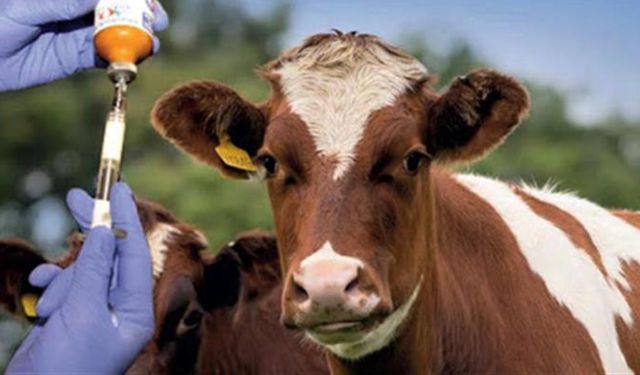 Şapla mücadelede rezalet: 2 bin aşı 20 bin diye kayda geçti