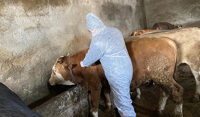 TÜSEDAD: Hastalıklar nedeniyle hayvancılık hem üretim hem gelir kaybı yaşıyor