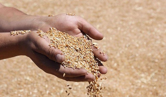 Hububat fiyatları 29 Eylül 2025: Buğday, Arpa ve Mısır güncel veriler