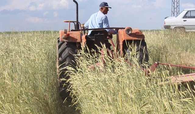 Belediye destekli yem bitkisi tohumu: Üretici yalnızca %30 ödeyecek