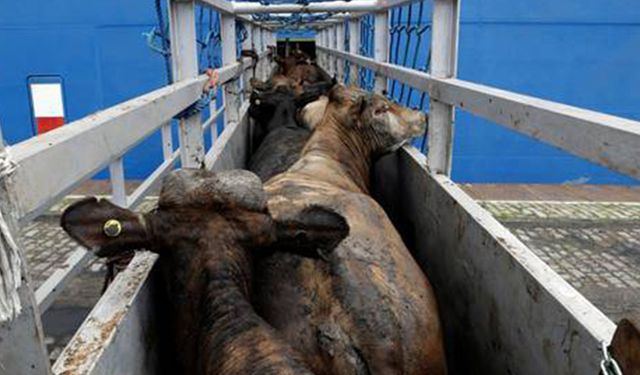 Türkiye Avustralya’dan 6500 boş düve ithal ediyor: Marmara Ereğli limanına özel izin