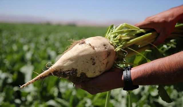 2025-2026 şeker pancarı alım fiyatı belli oldu: Çiftçinin beklentisi 3.500 TL, açıklanan 2.975 TL