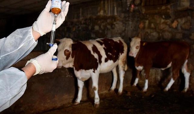 Şap aşısı kayıtlarında akıl almaz skandal: 2001 doğumlu sığırlar bile aşılanmış