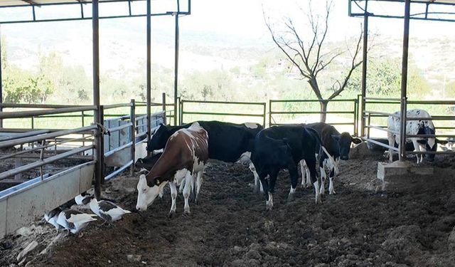 Emekli maaşıyla hayvancılık: Süt 15 lira, yem 780 lira!